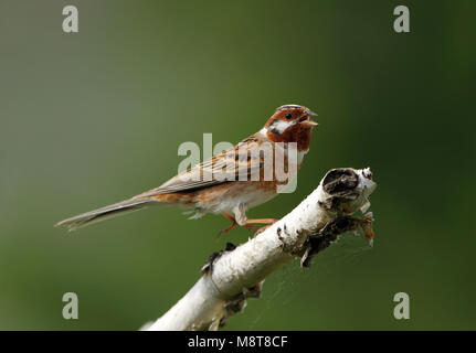 Mannetje Witkopgors in broedgebied; maschio Pine Bunting (Emberiza leucocephalos) nell area di allevamento Foto Stock