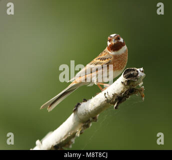 Mannetje Witkopgors in broedgebied; maschio Pine Bunting (Emberiza leucocephalos) nell area di allevamento Foto Stock