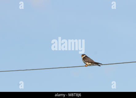 Vrouwtje Amoervalk zittend op een draad; femmina Amur Falcon (Falco amurensis) arroccato su un filo Foto Stock