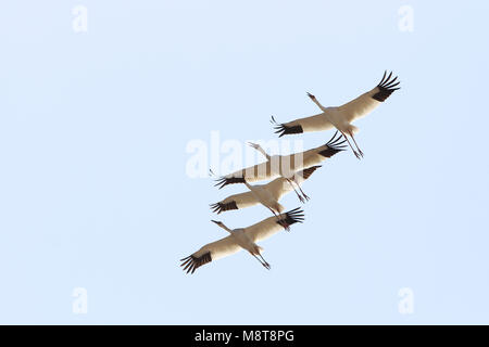 Bedreigde Ernstig Siberische Witte Kraanvogels in cinese overwinteringsgebied; specie gravemente minacciate di Gru Siberiane (Leucogeranus leucogeranus) in C Foto Stock