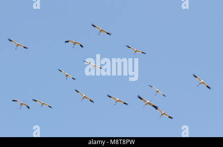 Bedreigde Ernstig Siberische Witte Kraanvogels in cinese overwinteringsgebied; specie gravemente minacciate di Gru Siberiane (Leucogeranus leucogeranus) in C Foto Stock