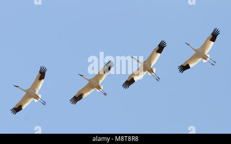 Bedreigde Ernstig Siberische Witte Kraanvogels in cinese overwinteringsgebied; specie gravemente minacciate di Gru Siberiane (Leucogeranus leucogeranus) in C Foto Stock