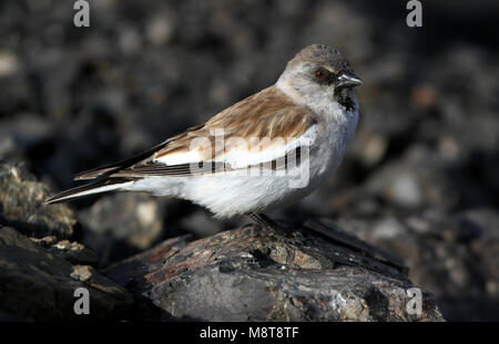 Sneeuwvink, bianco-winged Snowfinch, Montifringilla nivalis Foto Stock