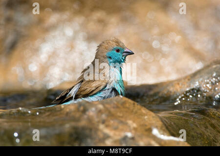 Aggiornamento del manuale Foto Stock