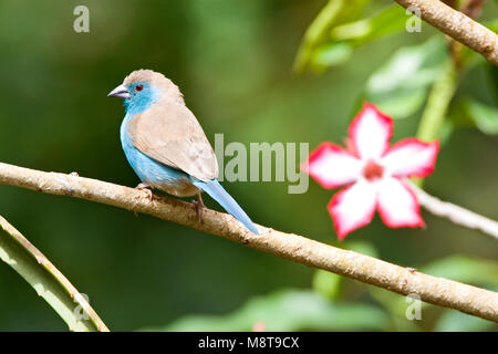 Angolees Blauwfazantje, Blue Waxbill, Uraeginthus angolensis Foto Stock