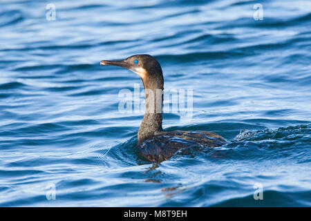 Brandts Aalscholver zwemmend; Brandts cormorano nuoto Foto Stock