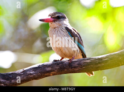 Bruinkapijsvogel, marrone-incappucciati Kingfisher, Halcyon albiventris Foto Stock