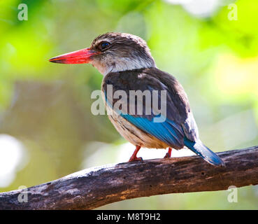 Bruinkapijsvogel, marrone-incappucciati Kingfisher, Halcyon albiventris Foto Stock