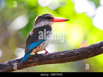 Bruinkapijsvogel, marrone-incappucciati Kingfisher, Halcyon albiventris Foto Stock