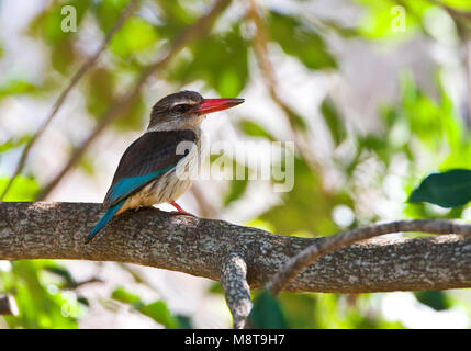 Bruinkapijsvogel, marrone-incappucciati Kingfisher, Halcyon albiventris Foto Stock