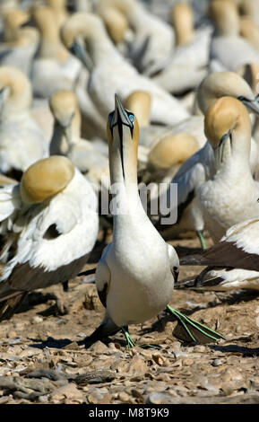 Kaapse Jan-van-gent in kolonie; Cape Gannet in colonie Foto Stock