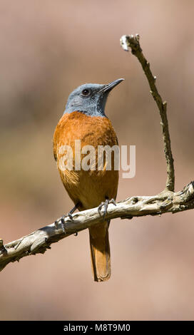 Kaapse Rotslijster, Cape Rock-tordi, Monticola rupestris Foto Stock