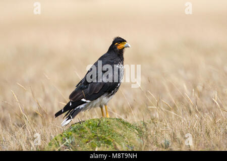 Lelcaracara zittend op uitkijk; Carunculated Aracara appollaiato sul look out Foto Stock