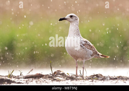 Pontische Meeuw staand in de regen; Caspian Gabbiani in piedi sotto la pioggia Foto Stock