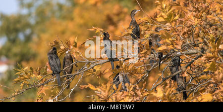 Cormorani sulla parte superiore degli alberi lungo il lago Orestiaw, vicino alla città di Kastoria, Macedonia occidentale, Grecia Foto Stock