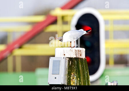 In Kokmeeuw zit op dukdalf; a testa nera Gabbiano appollaiato su un palo Foto Stock