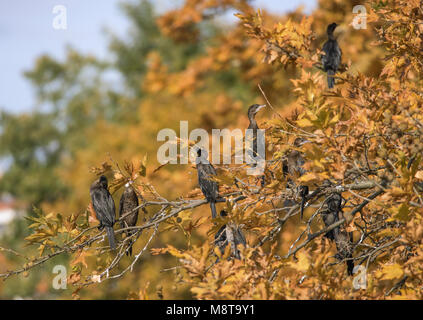 Cormorani sulla parte superiore degli alberi lungo il lago Orestiaw, vicino alla città di Kastoria, Macedonia occidentale, Grecia Foto Stock