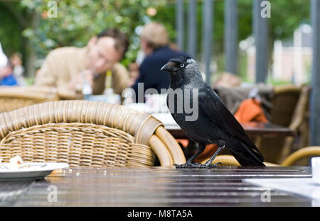 La Cornacchia comune rubare cibo ; Kauw voedsel stelend op een terras Foto Stock