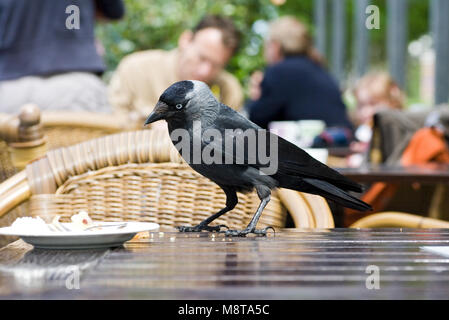 La Cornacchia comune rubare cibo ; Kauw voedsel stelend op een terras Foto Stock