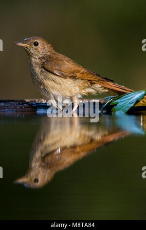 Nachtegaal staand bij de waterkant; Comune Usignolo permanente al bordo dell'acqua Foto Stock