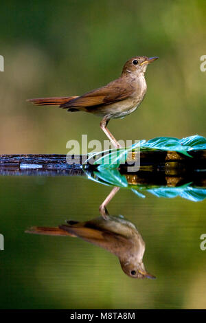 Nachtegaal staand bij de waterkant; Comune Usignolo permanente al bordo dell'acqua Foto Stock