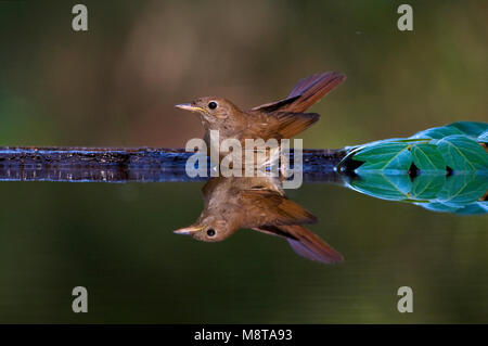 Nachtegaal staand bij de waterkant; Comune Usignolo permanente al bordo dell'acqua Foto Stock