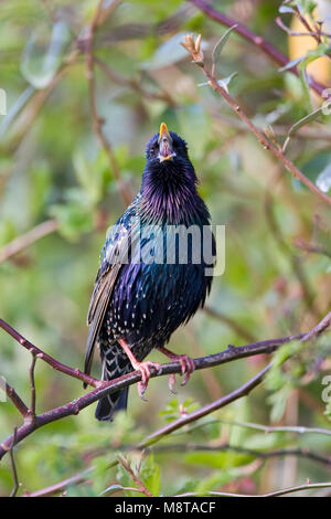 Spreeuw op een tak; Comune Starling appollaiato su un ramo Foto Stock