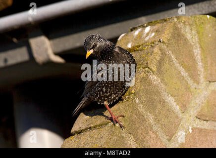 Spreeuw; Comune Starling Foto Stock