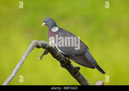 Adulte Houtduif; adulti legno comune Pigeon Foto Stock