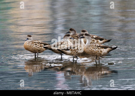 Eend Gekuifde, Crested Duck, Lophonetta specularioides Foto Stock