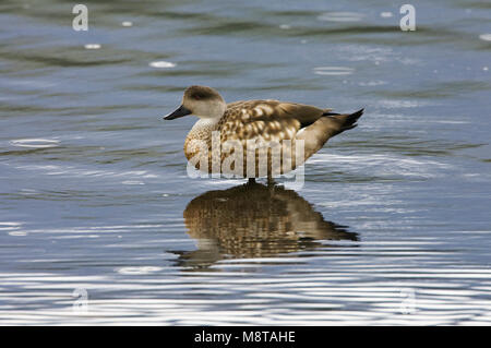 Eend Gekuifde, Crested Duck, Lophonetta specularioides Foto Stock