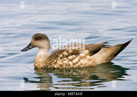Eend Gekuifde, Crested Duck, Lophonetta specularioides Foto Stock