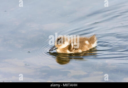 Eend Gekuifde, Crested Duck, Lophonetta specularioides Foto Stock