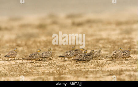 Kroonzandhoen, coronata Sandgrouse, Pterocles coronatus Foto Stock