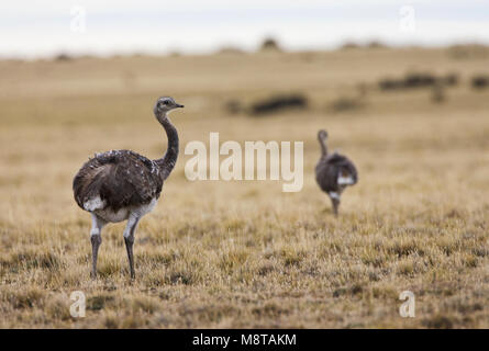 Darwinnandoe, Darwin, Rhea Rhea pennata pennata Foto Stock