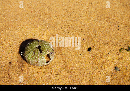 Test (guscio rigido) di ricci di mare (Echinoidea) su giallo sabbia bagnata sulla spiaggia. La shell/scheletro è parzialmente rotto e ha un foro di forma o Foto Stock