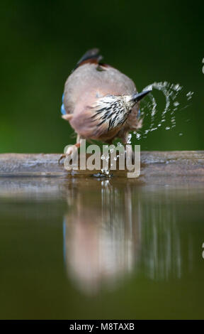 Badderende Gaai; Eurasian Jay la balneazione Foto Stock