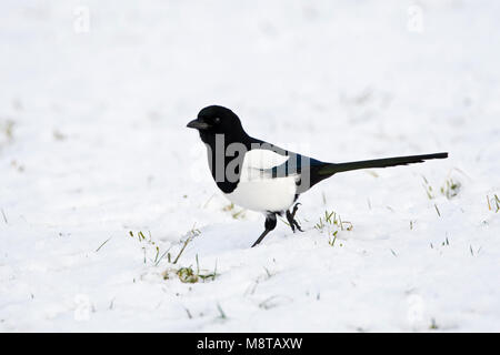 Ekster in de sneeuw; Eurasian Gazza nella neve Foto Stock