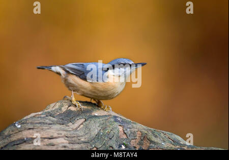 Boomklever; Eurasian picchio muratore; Sitta europaea Foto Stock