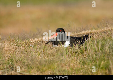 Eurasian Oystercatcher sul suo nido; Scholekster op zijn nest Foto Stock