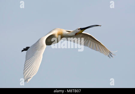 Volwassen Lepelaar in de vlucht; adulto Eurasian spatola in volo Foto Stock