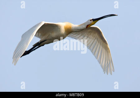 Lepelaar, Eurasian spatola Platalea leucorodia Foto Stock