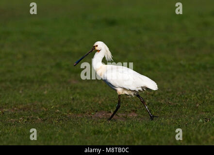 In Lepelaar weiland; Eurasian spatola in Prato Foto Stock