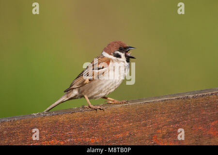 Ringmus, Eurasian Tree Sparrow, Passer montanus Foto Stock