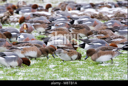 Groep foragerende Smienten; Gruppo di foraggio Eurasian Wigeons Foto Stock