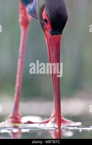 Portret van een vis vangende Zwarte Ooievaar; Extreme close-up di una pesca Cicogna Nera Foto Stock