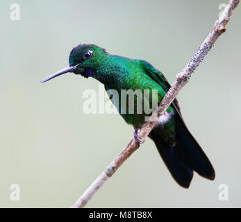 In Groenkruinbrilliantkolibrie zit; verde-incoronato arroccato brillante Foto Stock