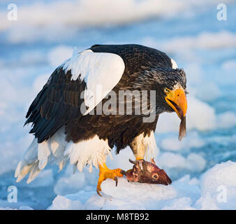 Steller-zeearend etend, Stellers Sea-eagle close-up di mangiare Foto Stock