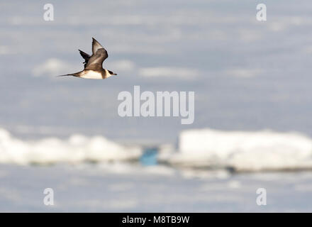 Kleine Jager vliegend Boven het pakijs; parassiti volanti Jaeger sopra il pacchetto-ghiaccio; Spitsbergen Foto Stock