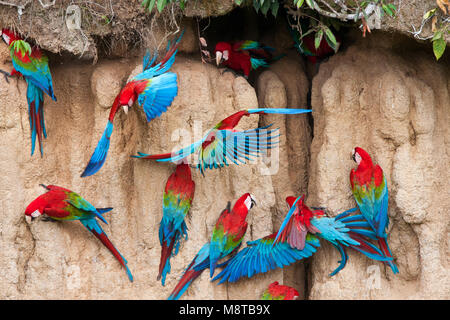 Groenvleugelara rosso-e-green Macaw, Ara chloropterus Foto Stock